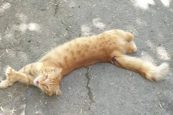Найден рыжий кот на Институтской ул., Мытищи