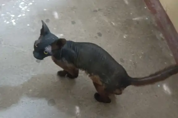 Найдена молодая ласковая кошка Сфинкс в Уфе, ул. Худайбердина