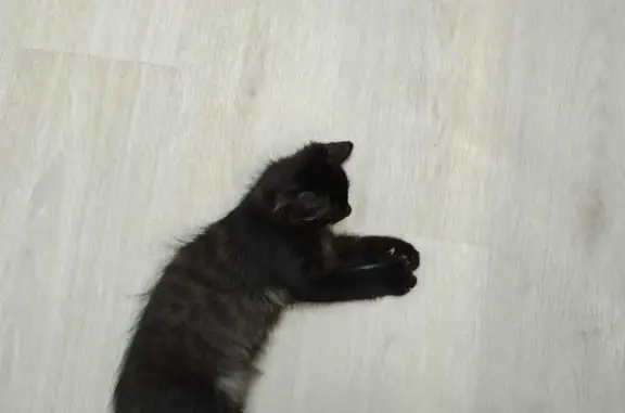 Найдена кошка Котенок, черный, полхвоста. Ул. Сакко и Ванцетти, 55, Екатеринбург.