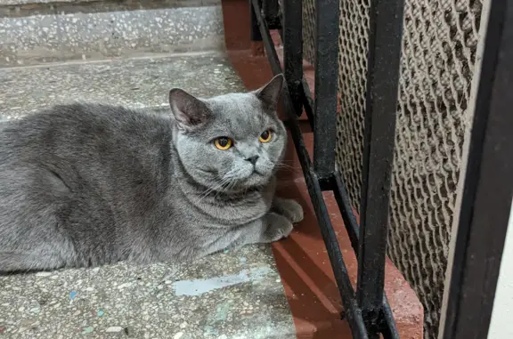Найденные животные Москва, фото: Кошка найдена на Ленинском проспекте, 25, Москва