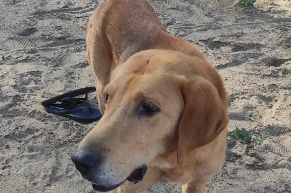 Собака Мальчик найдена в Страховском сельском поселении