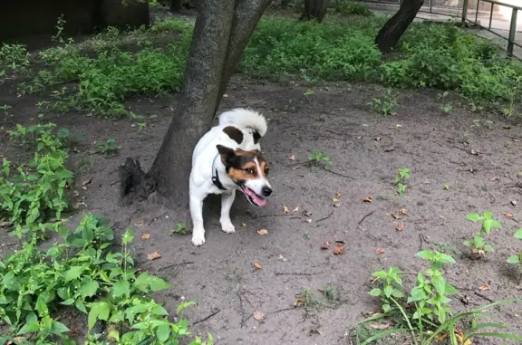 Пропала собака Джек Рассел Марли, найдена в Шилово, Воронежская обл.