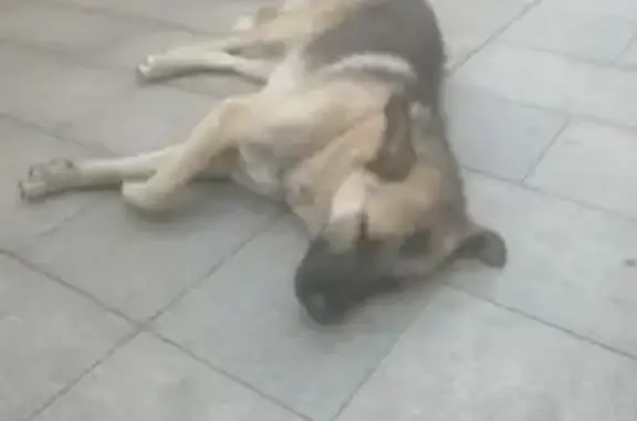 Найдена собака, Москва, фото: Собака найдена: Москва, Бауманская ул., 32 с2