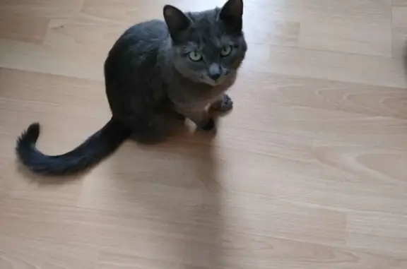 Пропала миниатюрная серая кошка на 4 коллекторе, Магнитогорск
