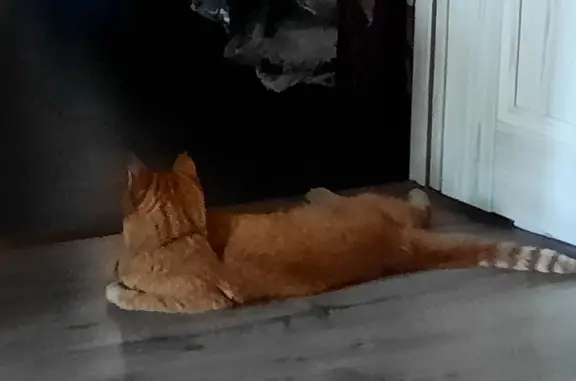 Найден рыжий кот на Светлановском проспекте 35