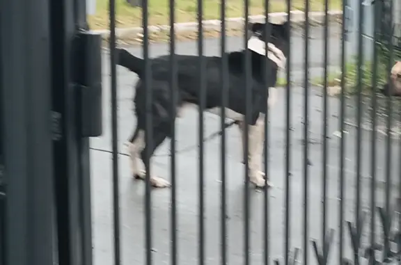 Найдена собака Кобель на Пилотной улице, 21А, Екатеринбург