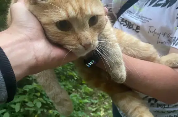 Найдена кошка в Новоорловском заказнике, помощь в поисках.