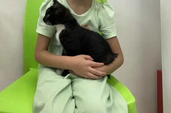 Найдена черно-белая кошка, ул. Петра Словцова, 8