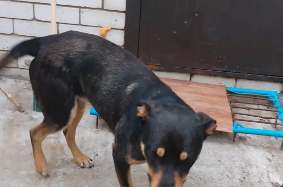 Собака Кабель найдена в лесу, ищет новый дом. Казань, Татарстан