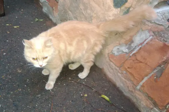 Найдена домашняя кошка на ул. М.Фадеева, Оренбург