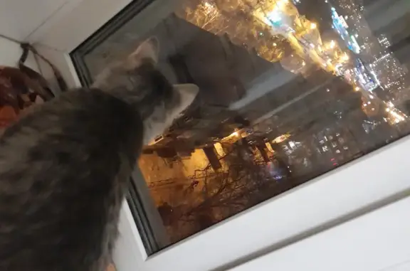 Пропал кот Мурзик, ул. Ильича, 52А, Екатеринбург