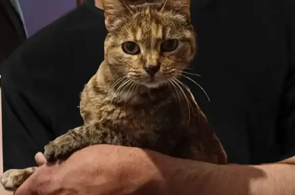 Кошки потеряшки, Санкт-Петербург, фото: Потеряшка кошка на Большом проспекте В.О.