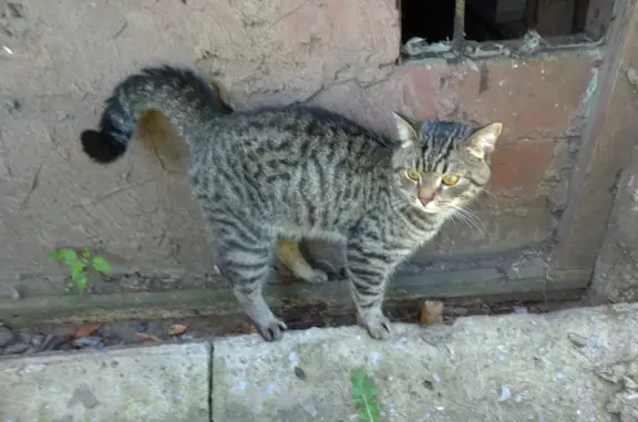 Найдена кошка на Донской улице, Тамбов