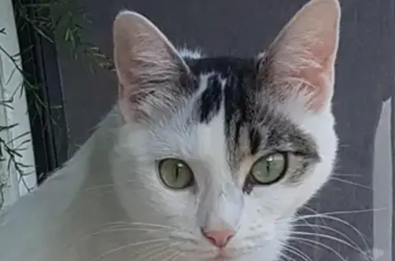 Пропала белая кошка на Куникова, Новороссийск