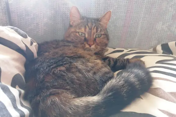 Пропала кошка в дендропарке Новосибирск