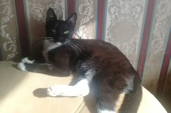 Кошки потеряшки, Санкт-Петербург, фото: Потеряшка кошка на Варшавской ул., 37 к1, СПб