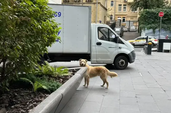 Найдена собака у Курского вокзала, адрес: Путейский тупик, 6 с1