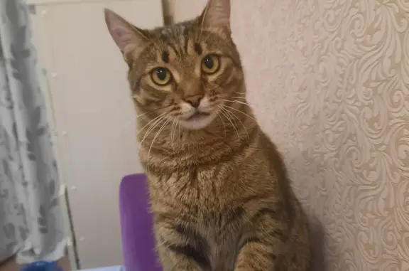 Кошки потеряшки, Москва, фото: Потеряшка кот Мотя, Кремлёвская наб., Москва