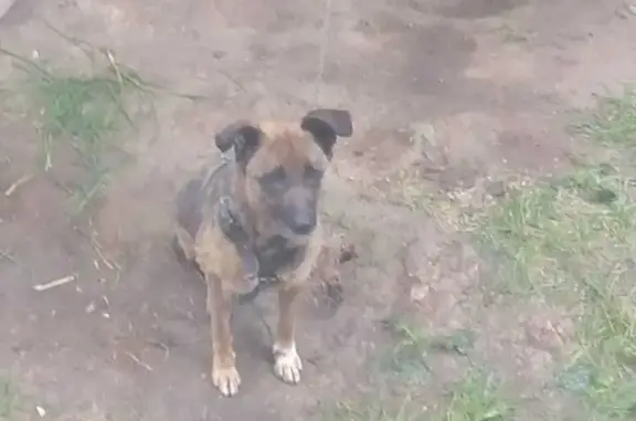 Пропала собака с рваной раной в Кохме, Ивановская область