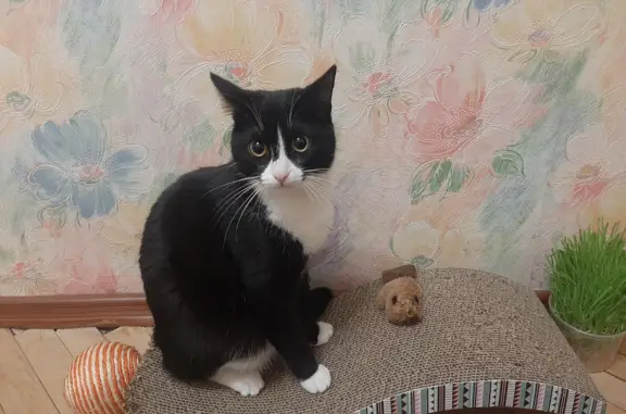 Кошки потеряшки, Санкт-Петербург, фото: Потеряшка кошка Афина, 1 год, 16-я линия В.О., 65, СПб