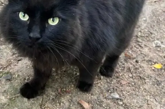 Найден кот, черный с коричневым подтоном, Одинцово