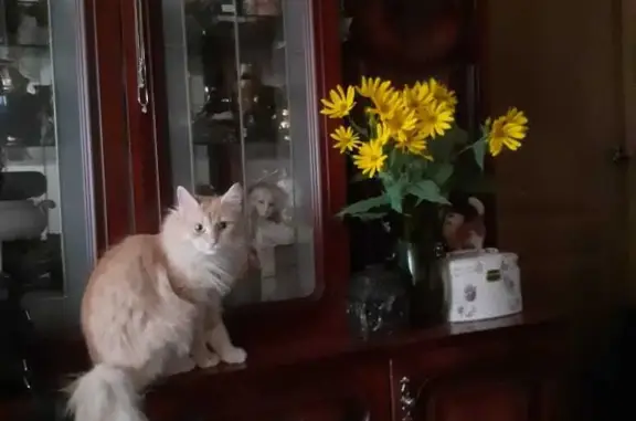 Потерянные животные Санкт-Петербург, фото: Пропала кошка Буся, ул. Руставели, 6, СПб