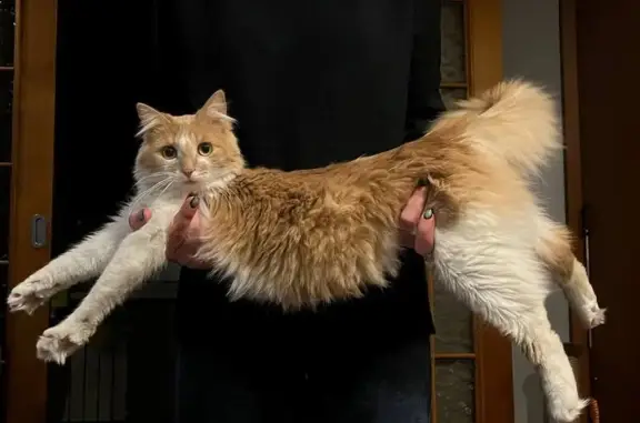 Кошки потеряшки, Санкт-Петербург, фото: Потеряшкаи кошка и кот на ул. Плесецкая 6