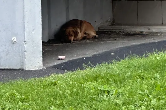 Найдена собака в Кемерово: рыжая, худенькая, с ошейником