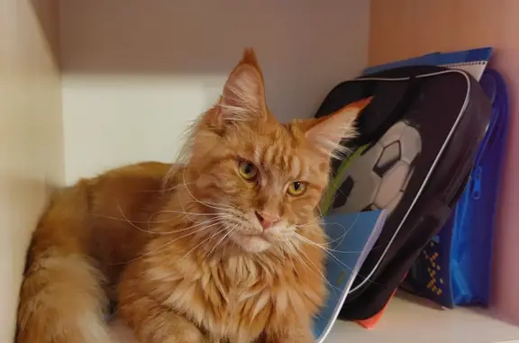 Кошки потеряшки, Санкт-Петербург, фото: Потеряшка кошка: Богатырский проспект, 29 к1