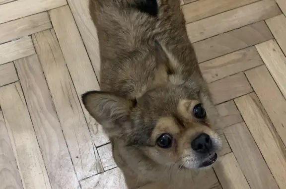 Найдена собака, Москва, фото: Найдена собака на Сиреневом бульваре, Москва