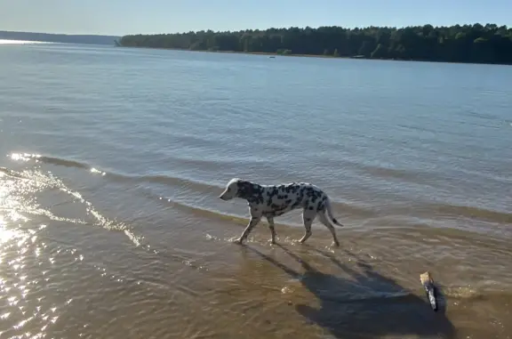Собака Далматинец на пляже Олимпиец, Байкальский тракт