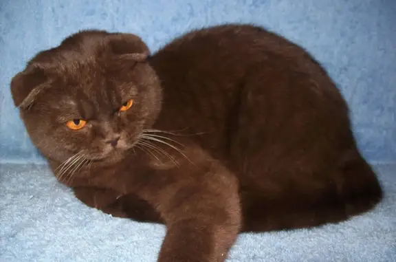 Пропала коричневая шотландская кошка в Карелии