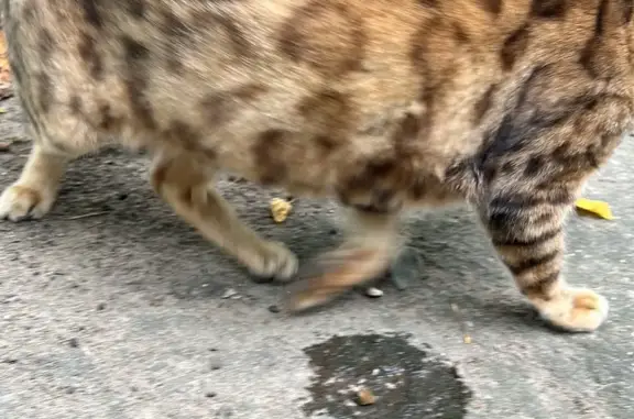 Голодная кошка ищет дом в Захарково, Красногорский район