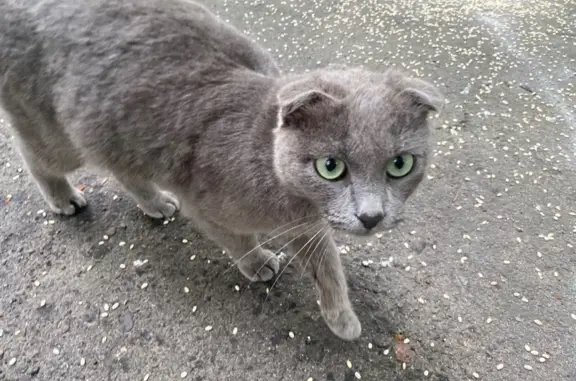 Найден ласковый кот на ул. Фабрициуса, 33