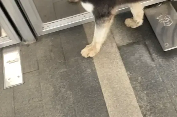 Найдена собака, хаски с разными глазами в Апрелевке