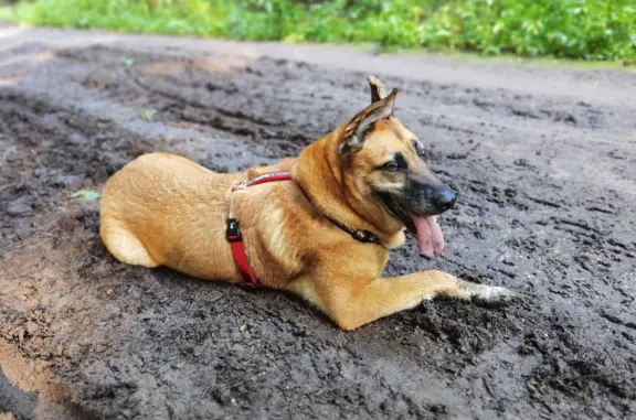 Собаки потеряшки, Москва, фото: Потеряшка собака: Рыжая девочка, метис овчарки, Лиственничная аллея, Москва