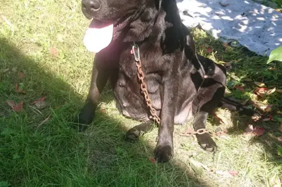 Найдена собака Сука в Быстрянке, Красногорское