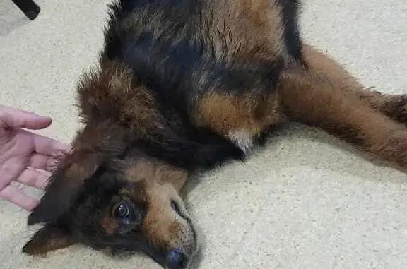 Собака найдена: Камский пер., 6 к1, Владивосток