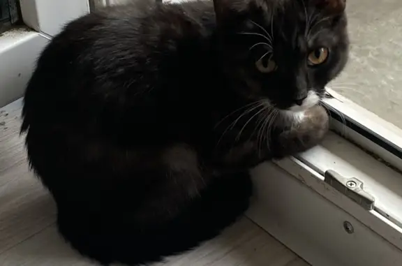 Пропала черно-белая кошка на Каспийской ул., 3, Новосибирск