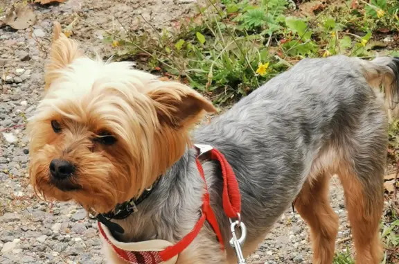 Собака Йоркширского терьера найдена в Московской области