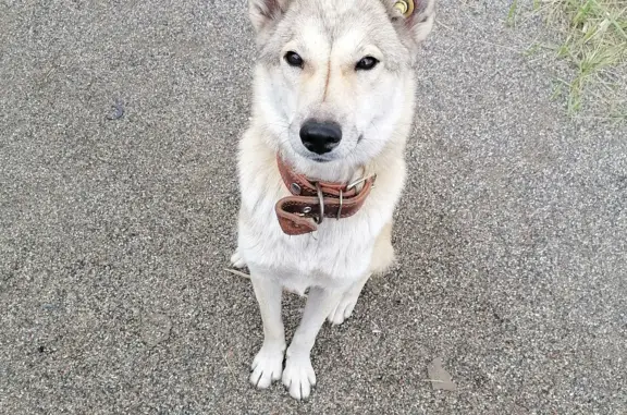 Собака найдена в Ульяновске