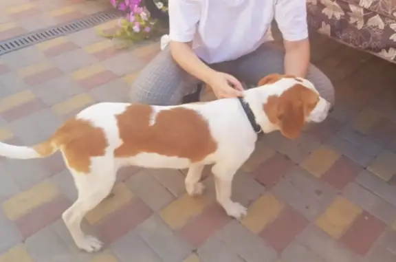 Найдена собака, Ростов-на-Дону, фото: Собака Кобель найдена на Тракторной улице, 27