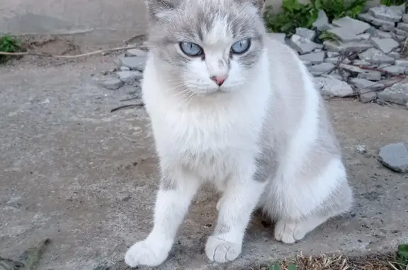 Найдена кошка, Йошкар-Ола