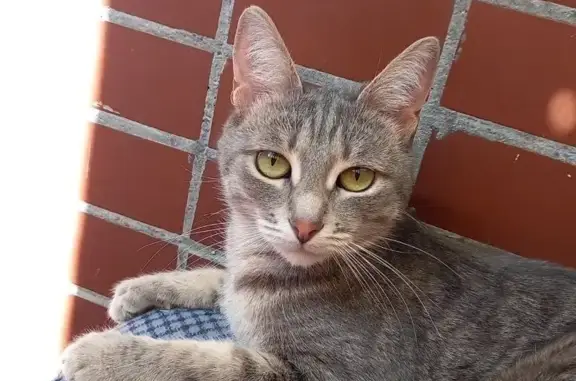 Потерянные животные Москва, фото: Пропала кошка на Ангарской ул., 8 с1, Москва