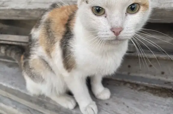 Потерянная кошка на дачах СНТ «Зеленый бор», Искитим