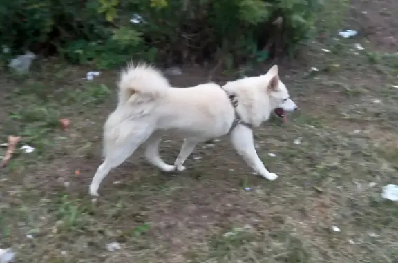 Собака найдена в Жилино, Горки 46К-7230, Ногинск