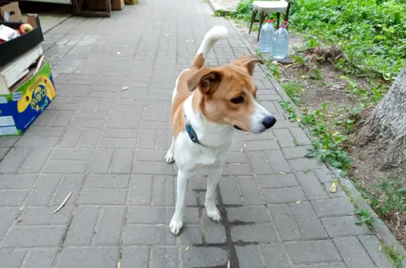 Собака найдена: Щенок, 6 мес, ул. Сурикова, 16, Н.Новгород