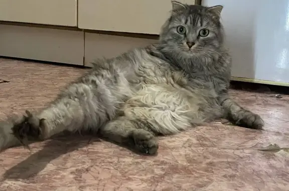 Найден серый кот, ул. Марченко, 25, Челябинск