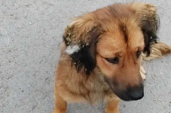 Собака Кобель найдена на Лесной улице, Тульская область