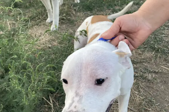 Собака найдена на Душистой ул. в Краснодаре